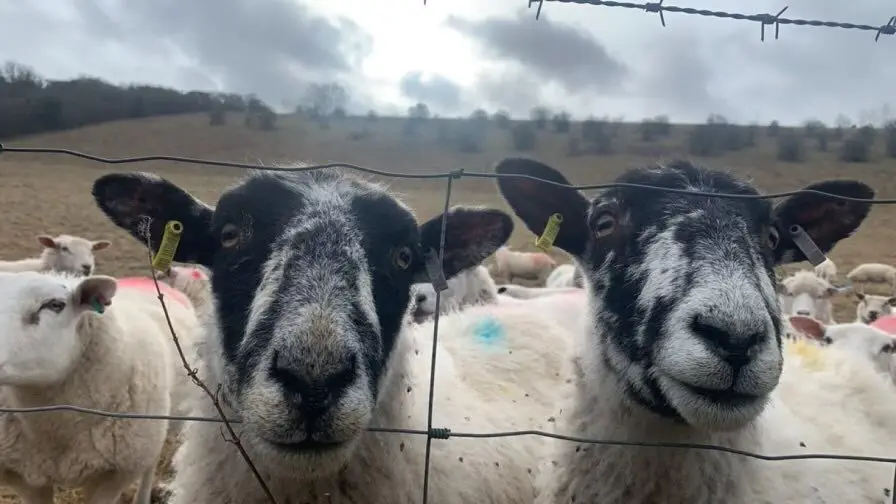 The Hampshire Shepherd Sheep looking through a fence